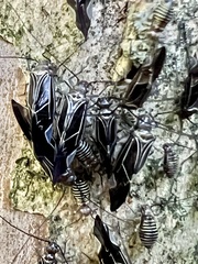 Cerastipsocus venosus