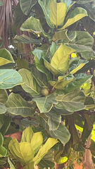 Ficus lyrata