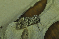 Panthea acronyctoides