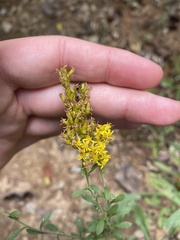 Solidago nemoralis