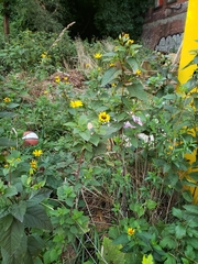 Heliopsis