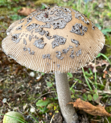 Amanita rhacopus