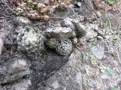 Mammillaria schiedeana
