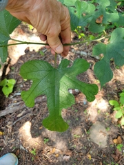 Vitis aestivalis
