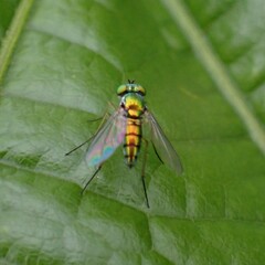 Condylostylus caudatus