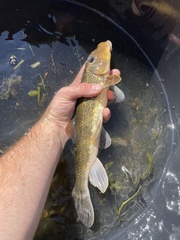 Hypentelium nigricans