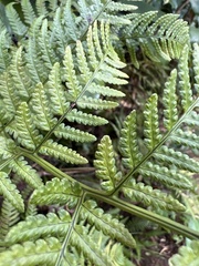 Dryopteris sandwicensis
