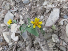 Melampodium longipilum