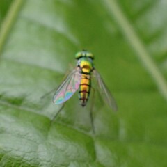 Condylostylus caudatus