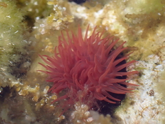 Actinia mediterranea
