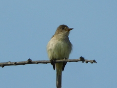 Empidonax traillii
