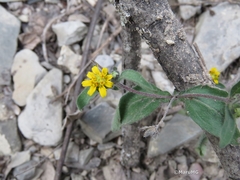 Melampodium longipilum