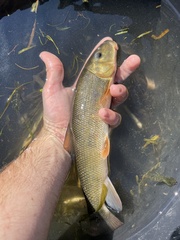 Catostomus commersonii