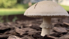 Stropharia coronilla