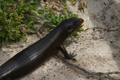 Egernia kingii