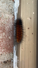 Pyrrharctia isabella