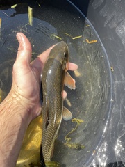 Catostomus commersonii