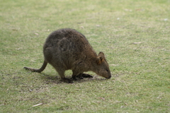 Setonix brachyurus