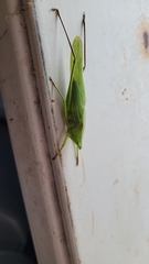 Neoconocephalus retusus