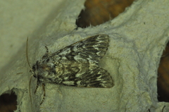 Panthea acronyctoides