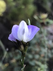 Psoralea
