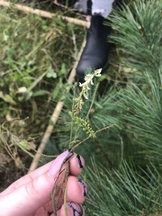 Melilotus albus image
