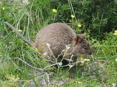 Setonix brachyurus
