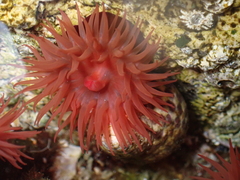 Actinia mediterranea