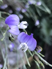 Psoralea