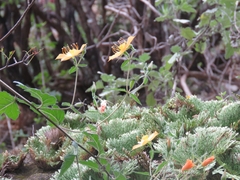 Mentzelia hispida