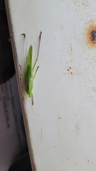 Neoconocephalus retusus
