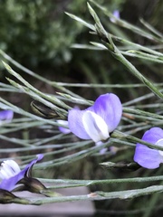 Psoralea