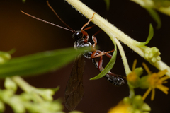 Ichneumonidae