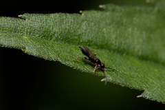 Exallonyx