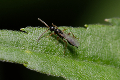 Exallonyx