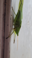 Neoconocephalus retusus