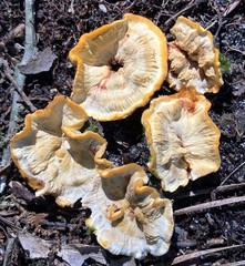 Stereum gausapatum