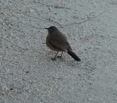 Cercotrichas coryphoeus