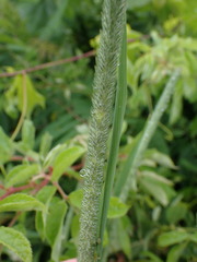 Phleum