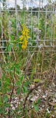 Melilotus officinalis