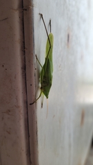 Neoconocephalus retusus
