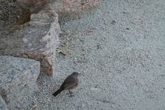 Cercotrichas coryphoeus