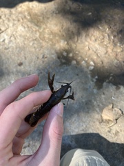 Faxonius virilis