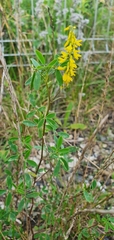 Melilotus officinalis
