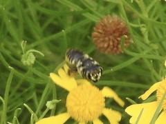 Megachilini