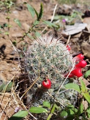 Mammillaria grahamii