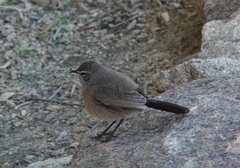 Cercotrichas coryphoeus