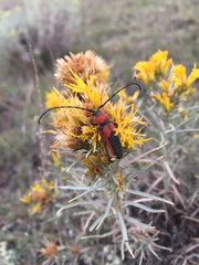 Crossidius coralinus