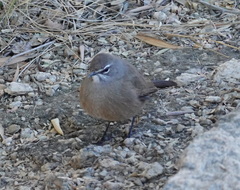 Cercotrichas coryphoeus