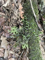 Porella pinnata